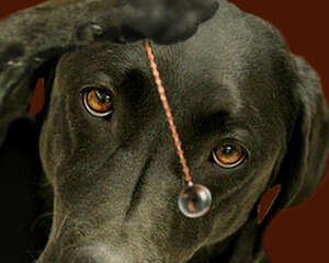 狗狗会催眠是否可信