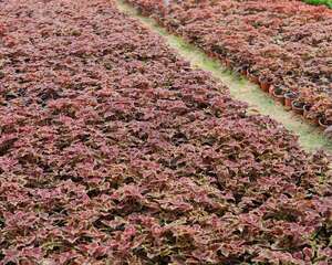 彩叶草可以放在卧室吗