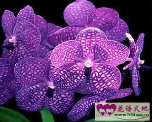 万代兰的花语和象征代表意义：有个性