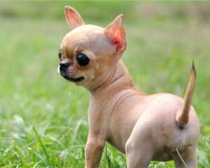 吉娃娃犬的性格特点