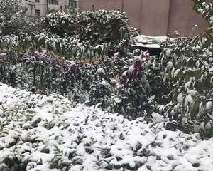 北方迎来2016年第一场下雪，露养的肉肉们开始进屋喽