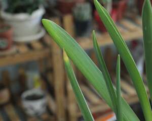 风信子种植方法，种子怎么种