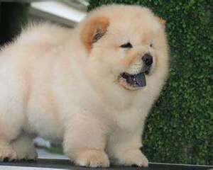 松狮多少钱一只?购买松狮应该注意什么?