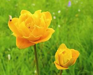 小金梅花语