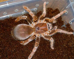 铁锈红巴布的生活环境