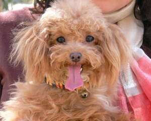 四种产品可以帮助狗狗清除口臭