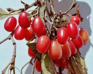 秋天野果都熟了，嘴里塞一把特好吃，大家全都抢破头！