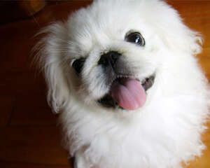 犬肠胃炎的防治措施