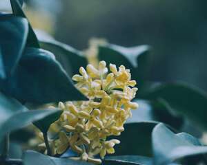 桂花的修剪方法