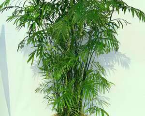 夏威夷椰子栽培管理及繁殖