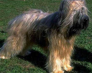 伯瑞犬的养护知识