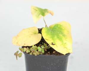 「经验」铁线莲夏季养护方法
