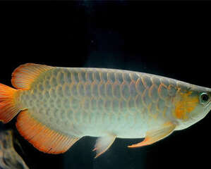 龙鱼疾病如何防范于未然