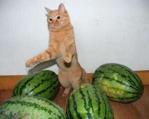 猫可以吃西瓜吗？猫吃西瓜