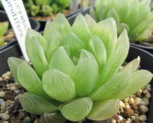 宝草 Haworthia cymbiformis var.triebnet poelln