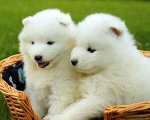 萨摩耶犬的形态特征