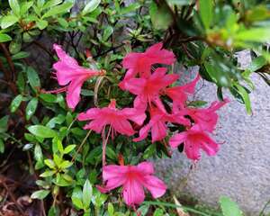 杜鹃花的特点