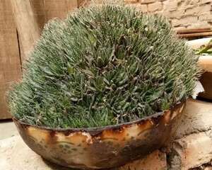 破脸盆最适合种多肉，种下1棵，收获1000棵，赚大了！