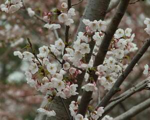 樱花代表什么含义