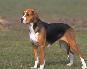 哪里能买美国猎狐犬