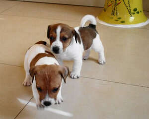 杰克罗素梗的形态特征