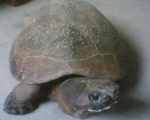 马来西亚巨龟的饲养要点