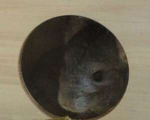 冬季为龙猫囤草要注意什么