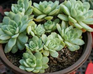 种植多肉植物的步骤