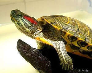 购买巴西龟的注意事项