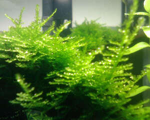 水族箱养水草的水温问题解析