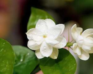 古代十大鲜花食谱好看食用