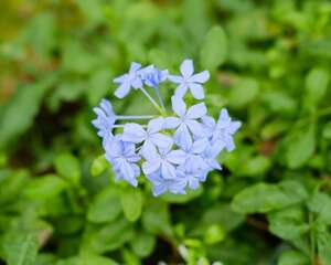 蓝雪花怎么做成棒棒糖，怎么养护