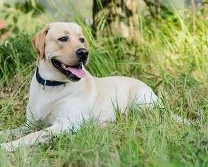 短毛犬冬天怎么养 短毛犬冬天饲养注意事项