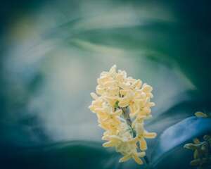 桂花常见的病害