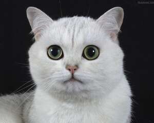 如何治疗猫咪的耳螨