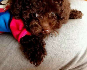 泰迪犬的喂食及护理心得