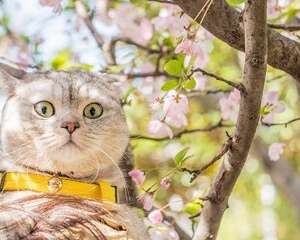 让猫咪发腮，需要多久喂一次WOWO猫咪营养膏？