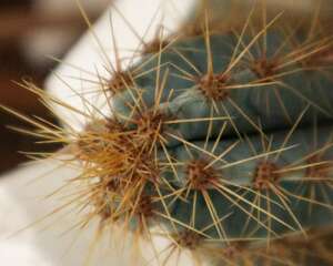 金虎仙人球怎样养护