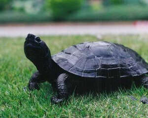 黑颈乌龟与普通乌龟有何不同
