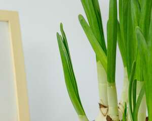 “水仙花”还能定时开花？你没看错，泡在水里就行