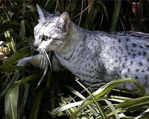夏天猫咪鼻孔发红是怎么回事？