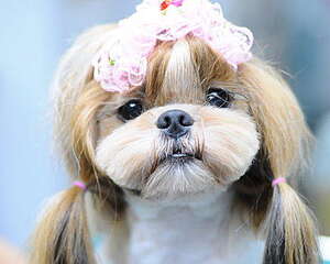 西施犬的性格特点
