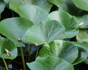 睡莲的花语和寓意，有什么传说故事