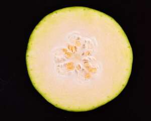 冬瓜的盆栽种植方法