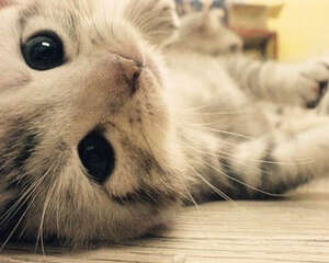 告诉你在猫咪眼中你是什么
