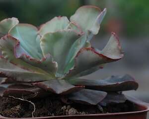 女王花笠(Echeveria.cvMeridian)日常养护方法