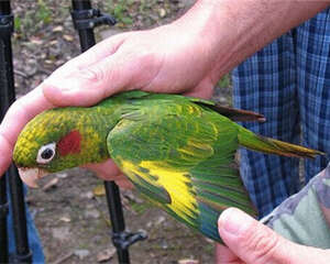 黄翅鹦鹉的生活环境