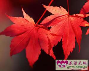 枫叶的花语：坚毅