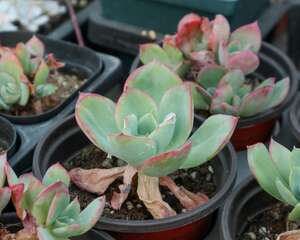 多肉叶子软了怎么补救，多肉叶子变软变皱