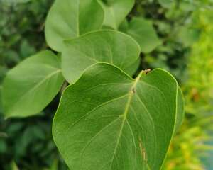 盆栽丁香花用什么土，丁香花的其他养护因素
